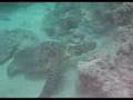Hanauma Bay Dive Tours