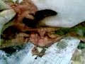 2nd year dissecting the bird 2nd year dissecting the bird
