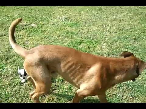 dogue allemand