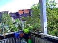 Von Links nach rechts:2X Tomate, Rosmarin, Salbei, Rosmarin, (vorn Katzengras), Minze, Thymian, Schnittlauch, Petersilie, Zitronenmelisse, Afrikanisches (Rotes) Basilikum.