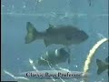 Game Fish - How the Bass Got its Name