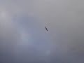 Aerial Video of Dynamic Soaring