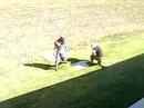 boronia fight