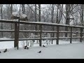 Backyard Birds Winter Backyard Birds Winter