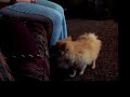 Wicket Again