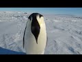 Pinguine sind zum Lachen da. Tolles Video in einer Weissen Welt. http://t.co/fQYV9DxR