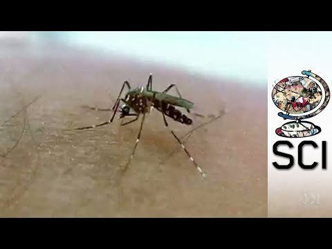 how to control dengue fever