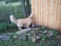 GoldRocks \"Glimpse of Golds Jr Juice Schulz\" and his ball2