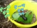 Live Action Keroro Live Action Keroro