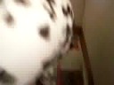 My dalmatian puppies