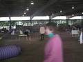 Volant Dogs Agility