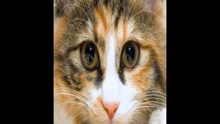 kurilian bobtail cat facts