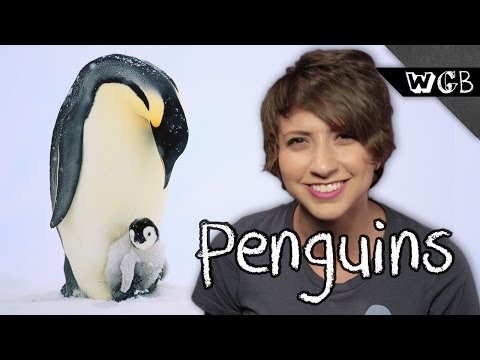 Penguins are Weird Gross and Beautiful
