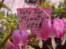 NYG Myzzty vote #37