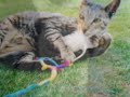 Tribute to the best cat in the world Tribute to the best cat in the world