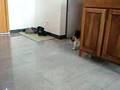 Chat Débile