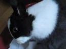 panpan panpan
