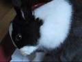 panpan