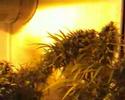 A mates 1st attempt at nft a couple of years back.  Check out that burnt cola!  Ouch!!Not a bad attempt - nice tall dense buds and some nice pics of the buds at the end of the vid.