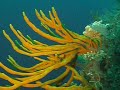 SUBZ NZ ROV video 1 SUBZ NZ ROV video 1