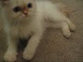 かわいい猫動画