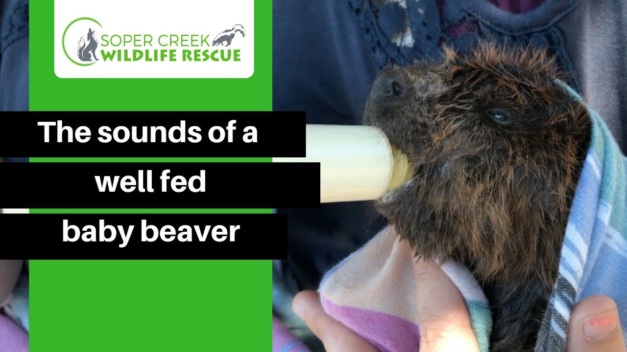 If you don't know the sound a happy beaver makes, now you will.