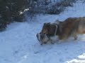 puppy sheltie A.c
