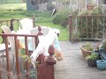 DAISY COCKATOO PLAYS CATCH AND THROW