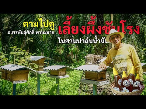 ตามไปดู การเลี้ยงผึ้งชันโรง ในสวนปาล์ม​ ของ​ ​อ.พรพันธุ์ศักดิ์ พาหะมาก