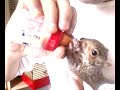 Hungry Squirell Hungry Squirell