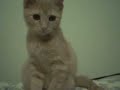 Kitty Kitty Meow