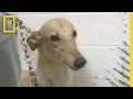 Greyhound Adoption