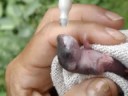 Suckling dormouse