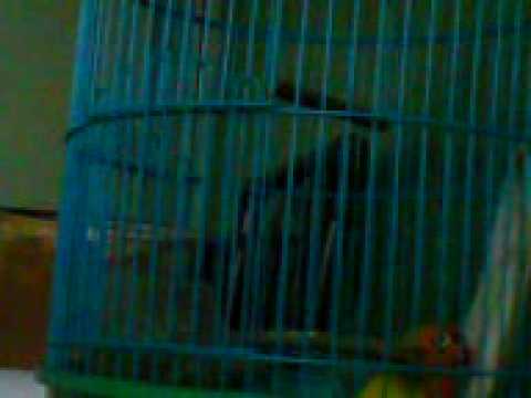 bioshock wiki bioshock wiki