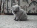 Oh So Cute Kitten Meow