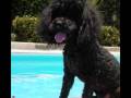 PICCOLI PROBLEMI DI CUORE:BLACK E SHEILA,UN'AMORE IMPOSSIBILE