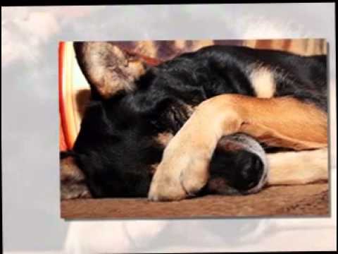 how to treat alopecia x in dogs