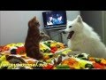 Dog plays and fights with Cat Dog plays and fights with Cat