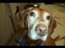 Vizsla Queens