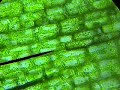 Células hoja de Elodea Células hoja de Elodea