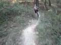 videos de Brown County State Park Walnut Trail