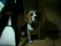 Beagle video