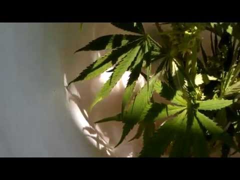 how to collect pollen cannabis