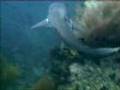 Sharks - Chumpon Pinnacle Koh Tao Thailand