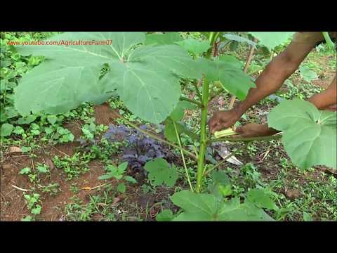 how to know when okra is ready to harvest