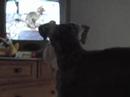 Bruno adora o Animal Planet