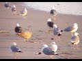 Doheny Surf Birds