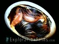 Chicken Egg Defies Evolution