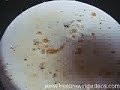 Basic instructions on making a yeast starter