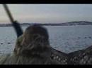 How Many Shots Does It Take To Drop An Eider?